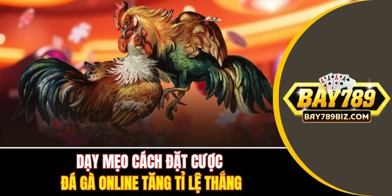 Dạy mẹo cách đặt cược đá gà online tăng tỉ lệ thắng