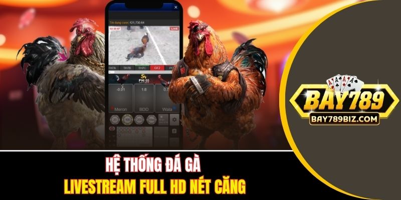 Hệ thống đá gà livestream full HD nét căng