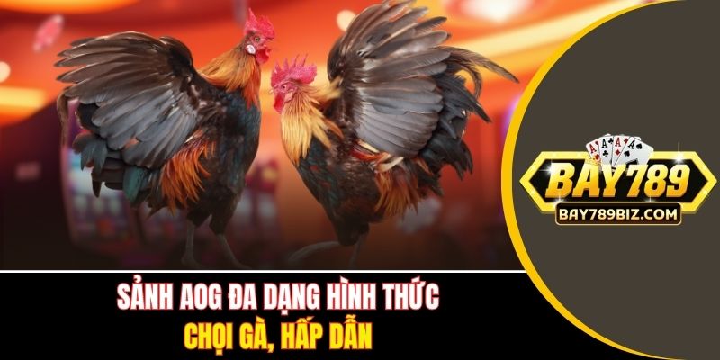 Sảnh AOG đa dạng hình thức chọi gà, hấp dẫn